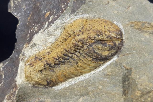 Barrandeops (Lahnops) steinmeieri BASSE & MLLER 2016 - Bild © FossNet FossilienStore